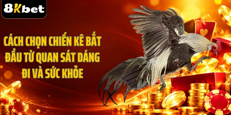 Cách chọn chiến kê bắt đầu từ quan sát dáng đi và sức khỏe