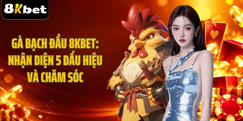 Gà Bạch Đầu 8KBET: Nhận Diện 5 Dấu Hiệu Và Chăm Sóc