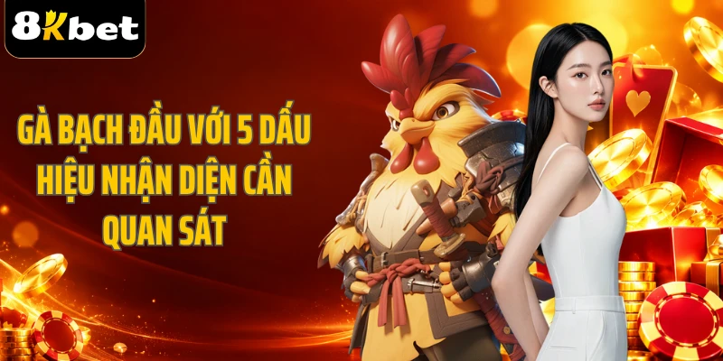 Gà bạch đầu với 5 dấu hiệu nhận diện cần quan sát