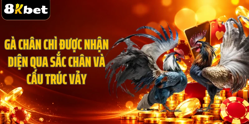 Gà chân chì được nhận diện qua sắc chân và cấu trúc vảy